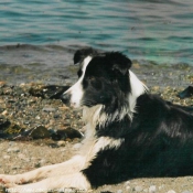 Photo de Border collie