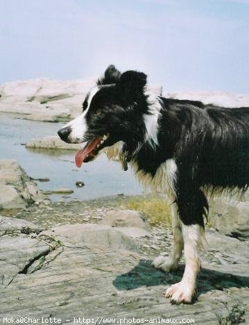 Photo de Border collie