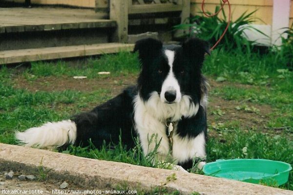 Photo de Border collie