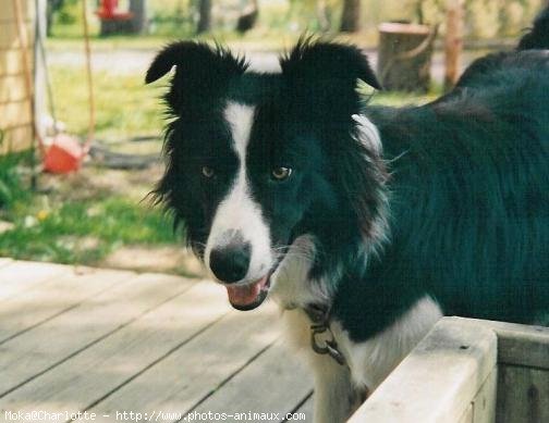 Photo de Border collie