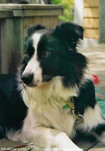 Photo de Border collie