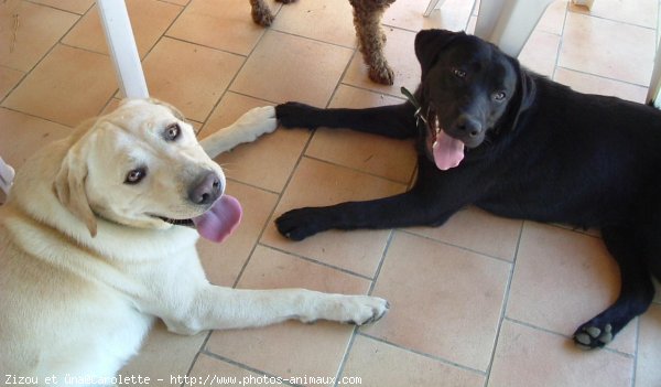 Photo de Labrador retriever