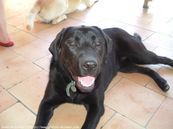 Photo de Labrador retriever