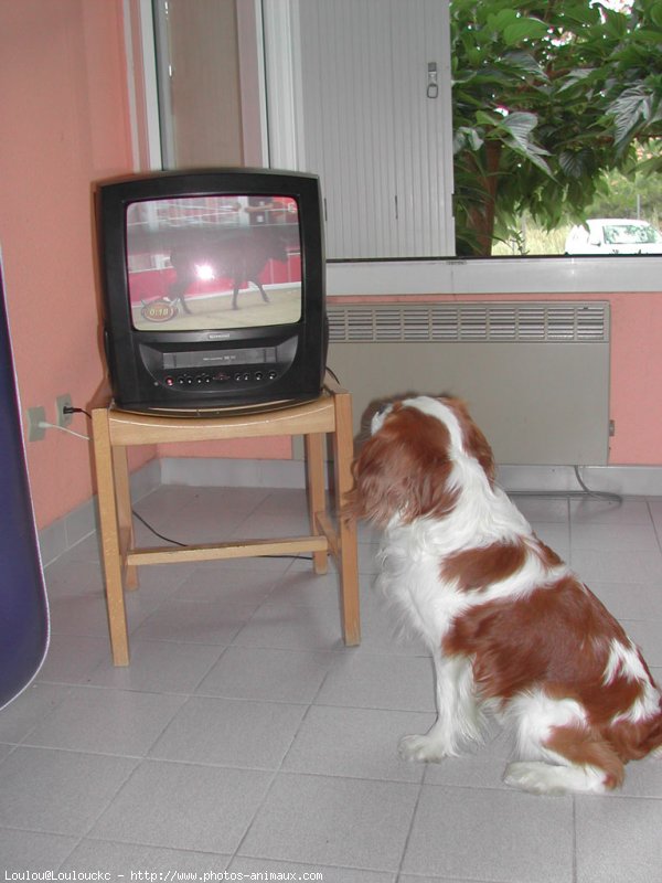 Photo de Cavalier king charles spaniel