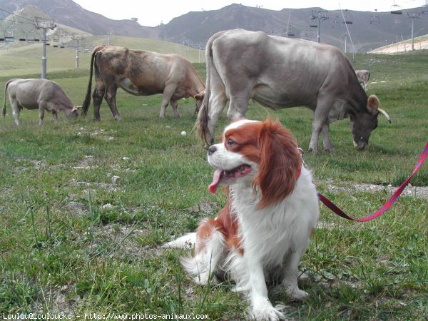 Photo de Cavalier king charles spaniel