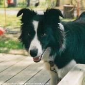 Photo de Border collie