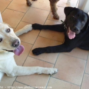 Photo de Labrador retriever