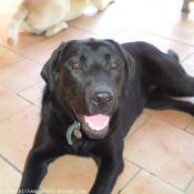 Photo de Labrador retriever