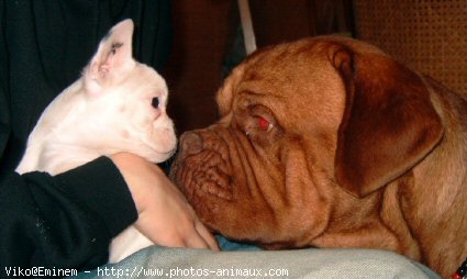 Photo de Bouledogue franais