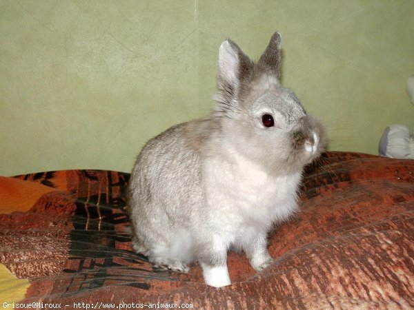 Photo de Lapin