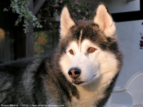 Photo de Husky siberien