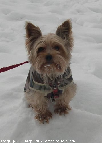 Photo de Yorkshire terrier