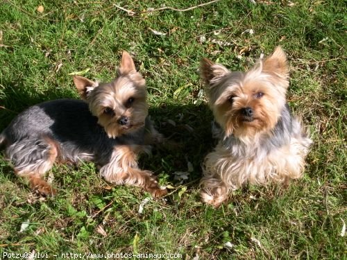 Photo de Yorkshire terrier