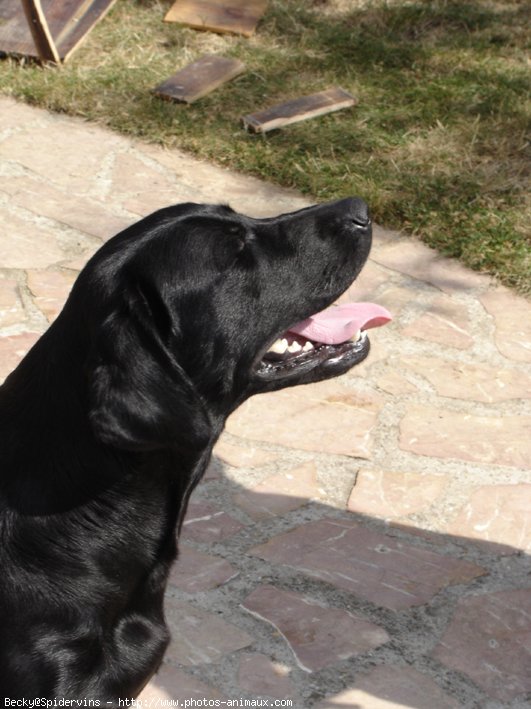 Photo de Labrador retriever