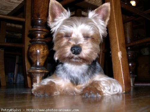 Photo de Yorkshire terrier