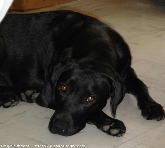 Photo de Labrador retriever