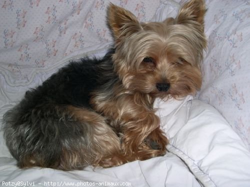 Photo de Yorkshire terrier