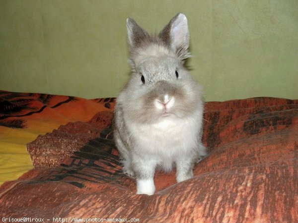 Photo de Lapin