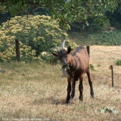 Photo de Bouc