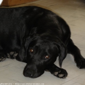 Photo de Labrador retriever