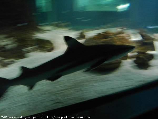 Photo de Requin