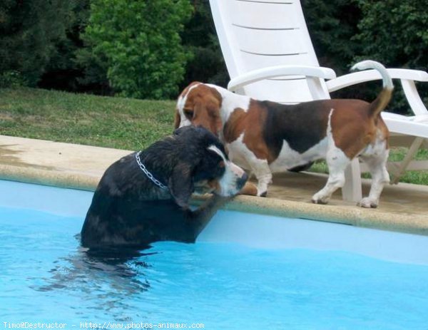 Photo de Grand bouvier suisse