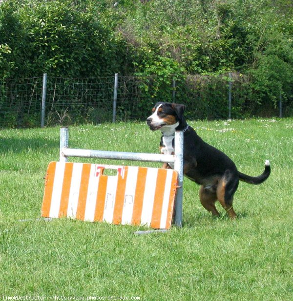 Photo de Grand bouvier suisse