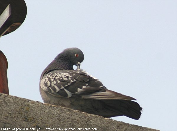 Photo de Pigeon