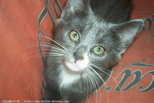 Photo de Chat domestique