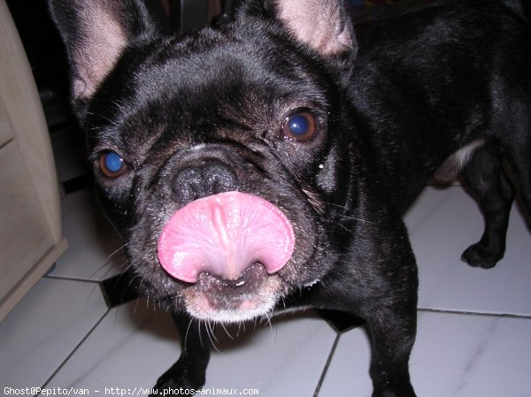 Photo de Bouledogue franais