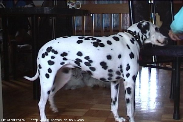 Photo de Dalmatien