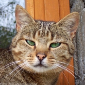 Photo de Chat domestique