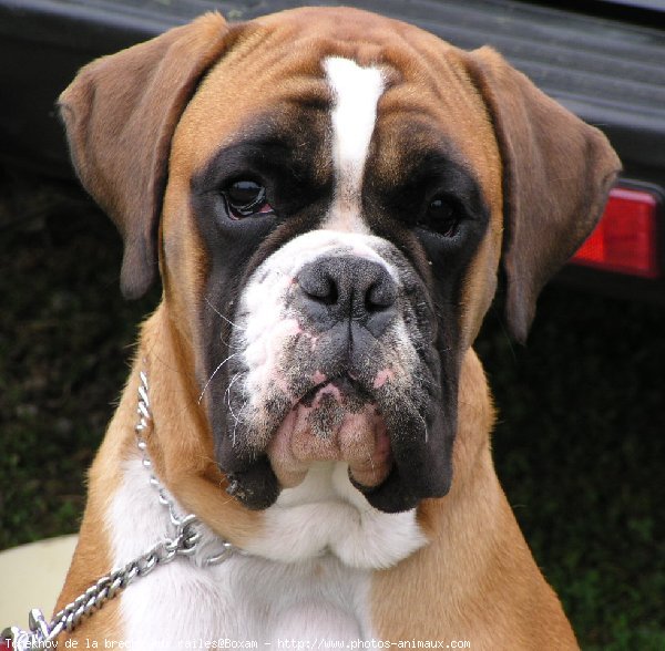 Photo de Boxer