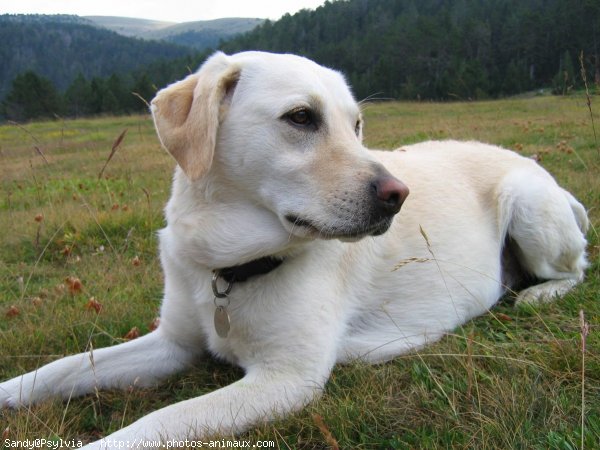 Photo de Labrador retriever