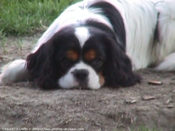 Photo de Cavalier king charles spaniel