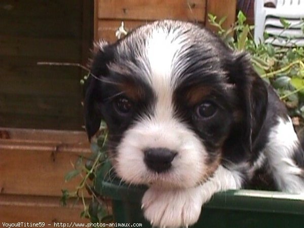 Photo de Cavalier king charles spaniel