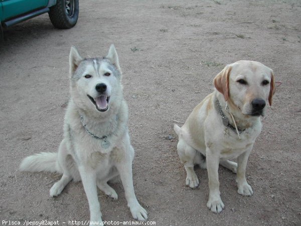 Photo de Races diffrentes