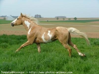 Photo de Paint horse