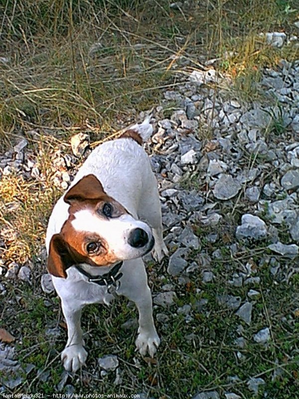 Photo de Jack russell terrier