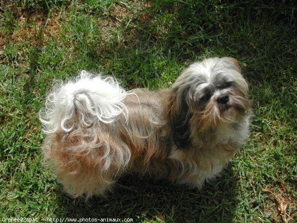 Photo de Shih tzu