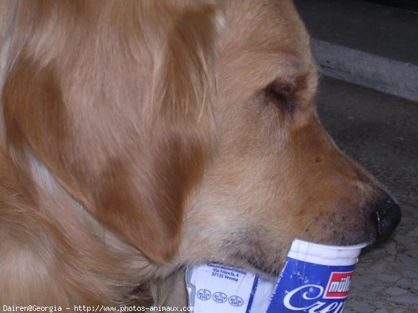 Photo de Golden retriever