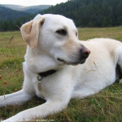 Photo de Labrador retriever