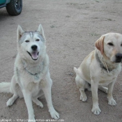 Photo de Races diffrentes