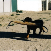 Photo de Rottweiler