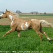 Photo de Paint horse