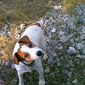 Photo de Jack russell terrier