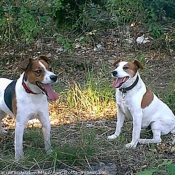 Photo de Jack russell terrier