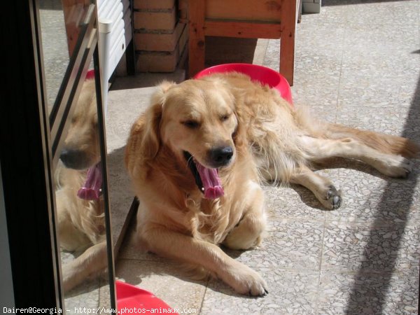 Photo de Golden retriever