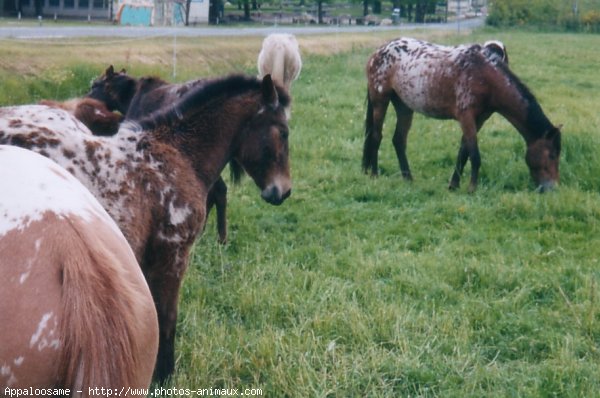 Photo d'Appaloosa