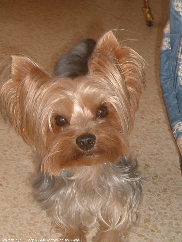 Photo de Yorkshire terrier